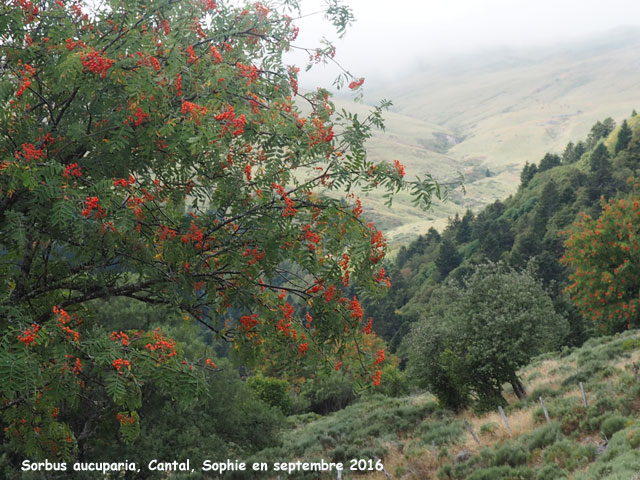 Sorbus aucuparia