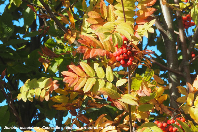 Sorbus aucuparia