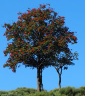 Sorbus aucuparia