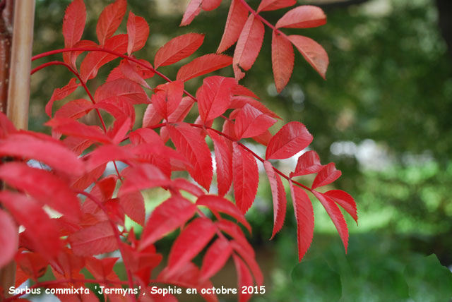 Sorbus commixta 'Jermyns'