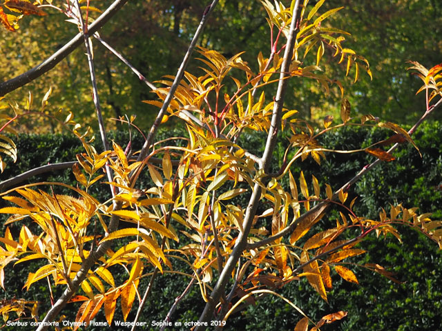 Sorbus commixta 'Olympic Flame'