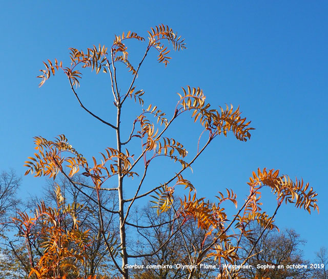 Sorbus commixta 'Olympic Flame'