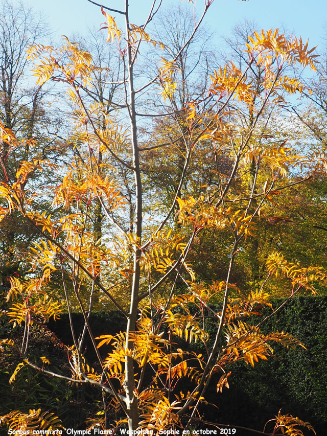 Sorbus commixta 'Olympic Flame'