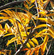 Sorbus commixta 'Orange Flame'