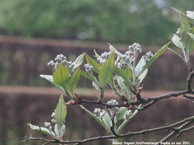 Sorbus folgnieri