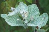 Sorbus thibetica 'John Mitchell'