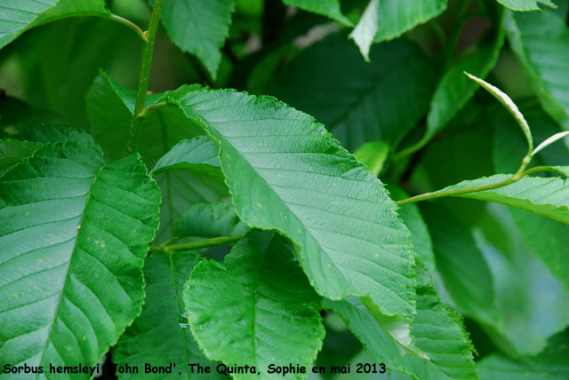 Sorbus hemsleyi 'John Bond'
