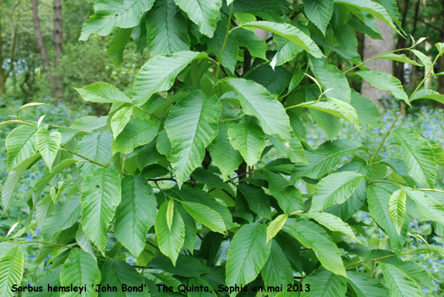 Sorbus hemsleyi 'John Bond'