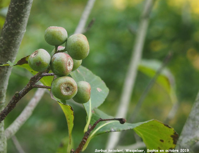 Sorbus keissleri