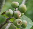 Sorbus keissleri