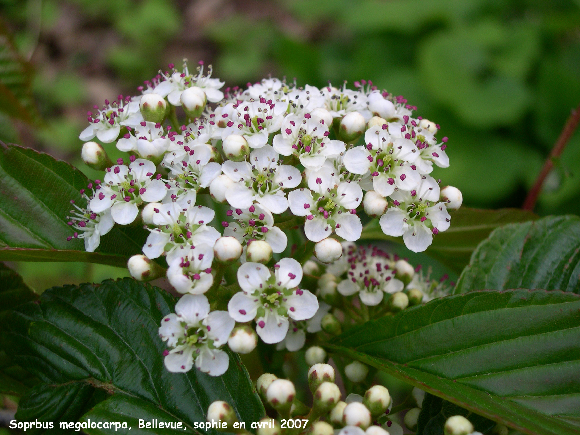 Sorbus megalocarpa