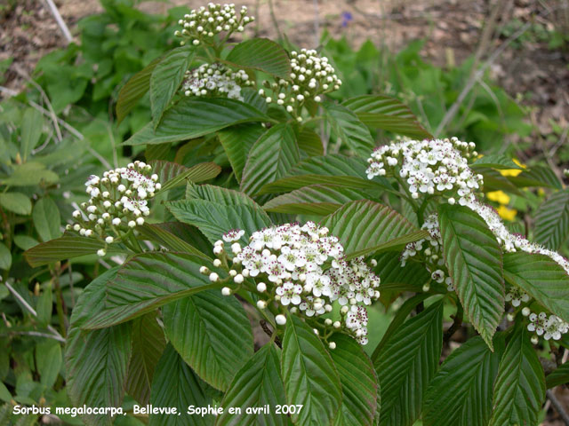 Sorbus megalocarpa