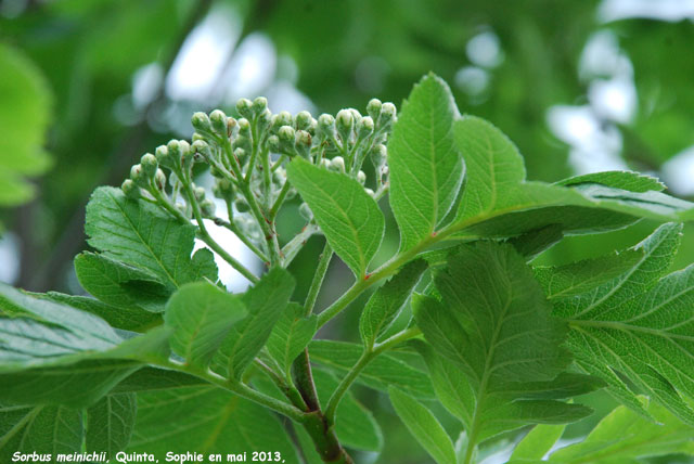 Sorbus meinichii