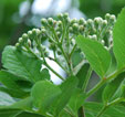 Sorbus menichii