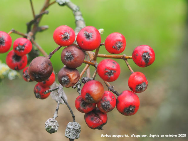 Sorbus mougeotii