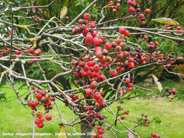 Sorbus mougeotii