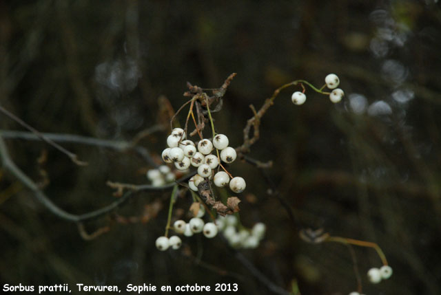 Sorbus prattii