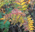 Sorbus reducta