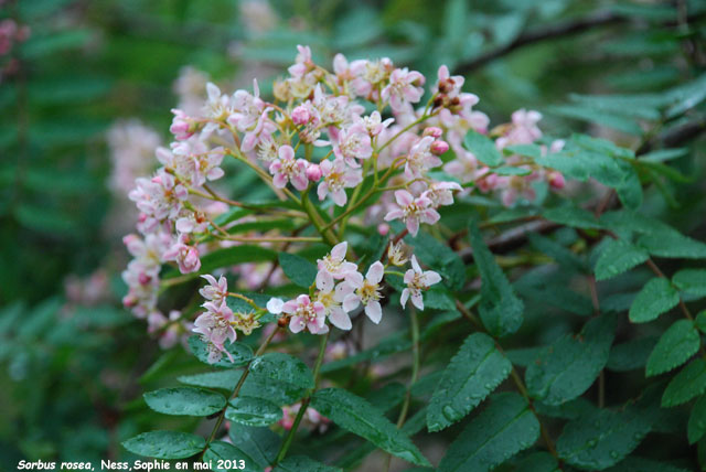 Sorbus rosea