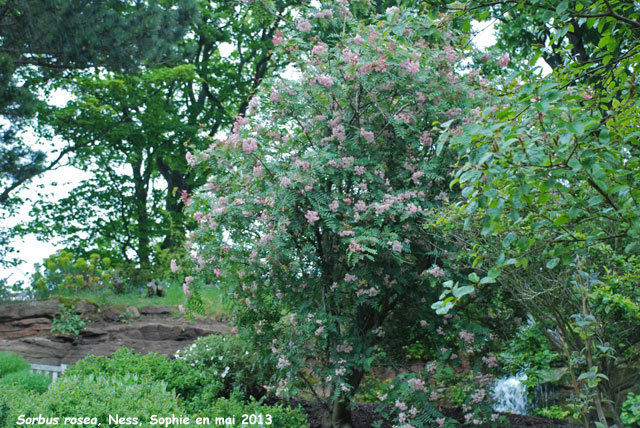 Sorbus rosea