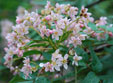 Sorbus rosea