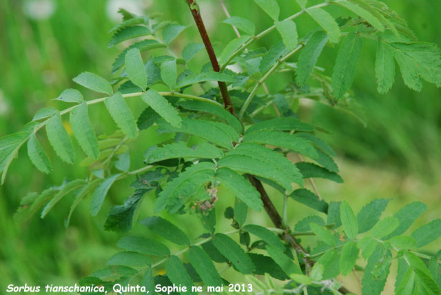 Sorbus tianschanica