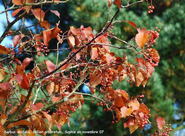 Sorbus alnifolia