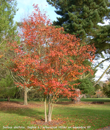 Sorbus alnifolia