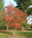 Sorbus alnifolia