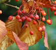 Sorbus alnifolia