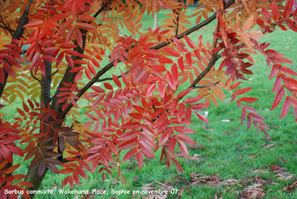 Sorbus commixta