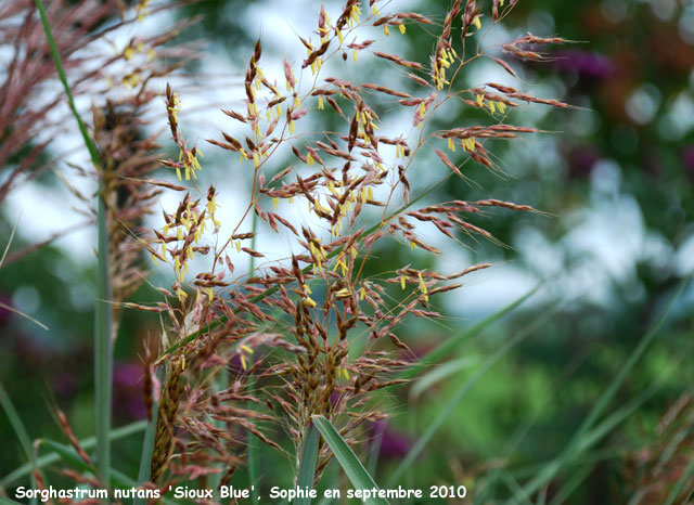 Sorghastrum nutans 'Sioux Blue'
