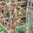 Sorghastrum nutans 'Sioux Blue'