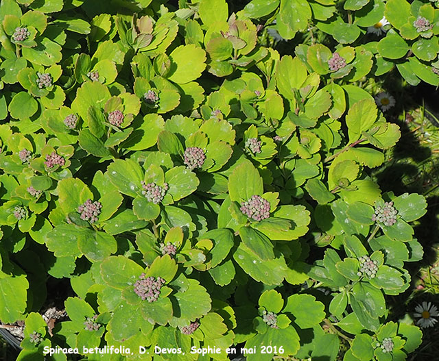 Spiraea betulifolia