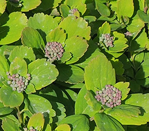 Spiraea betulifolia