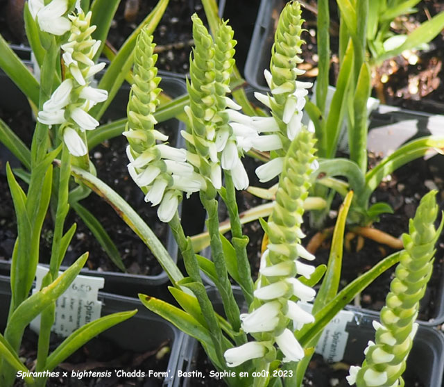 Spiranthes x bightensis 'Chadds Form'