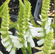 Spiranthes x bightensis 'Chadds Form'