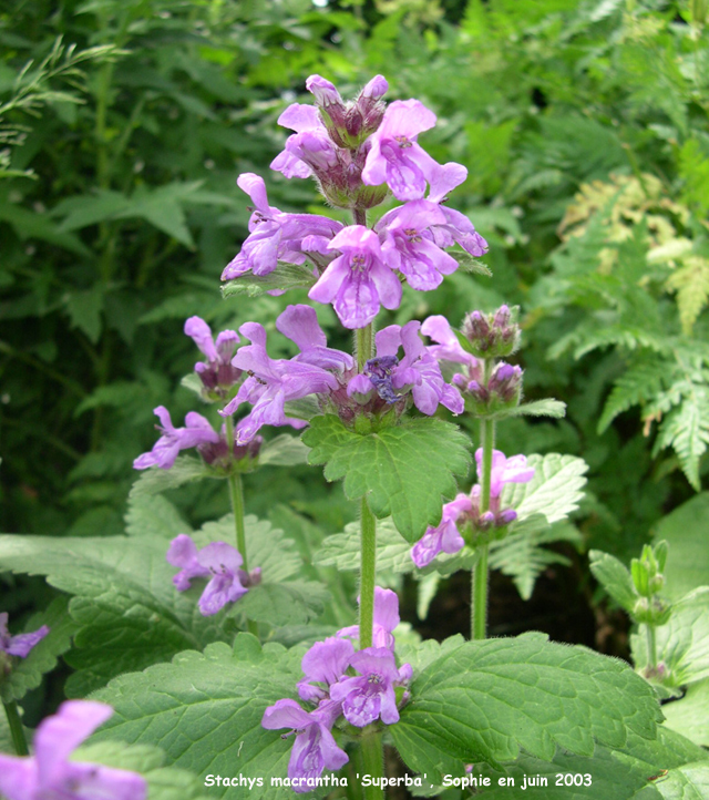 Stachys macrantha 'Superba'