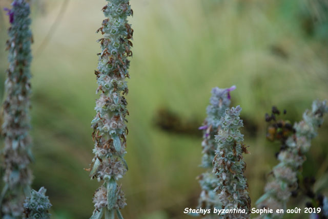 stachys byzantina