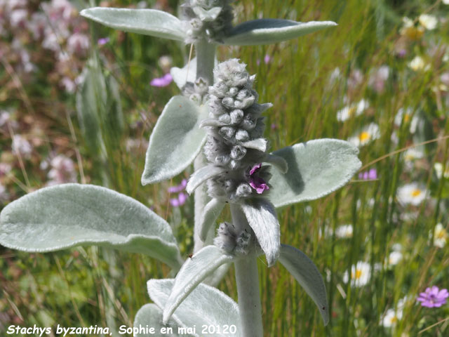 stachys byzantina