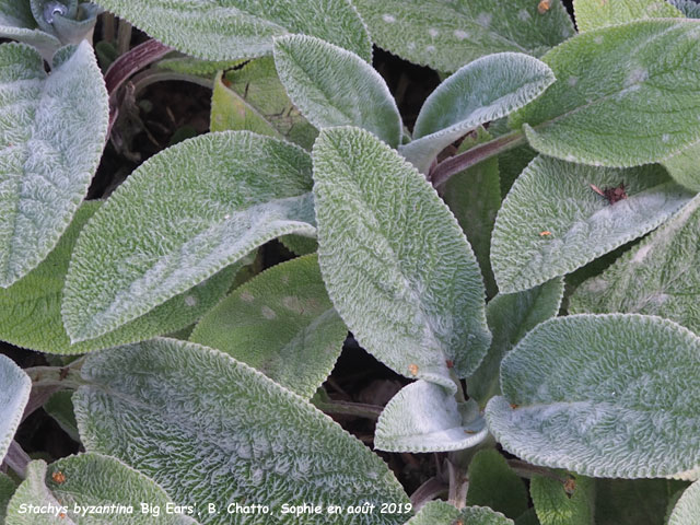 Stachys byzantina 'Big Ears