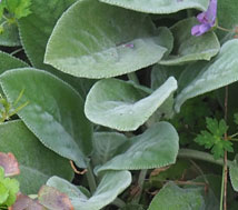 Stachys byzantina 'Cotton Ball'