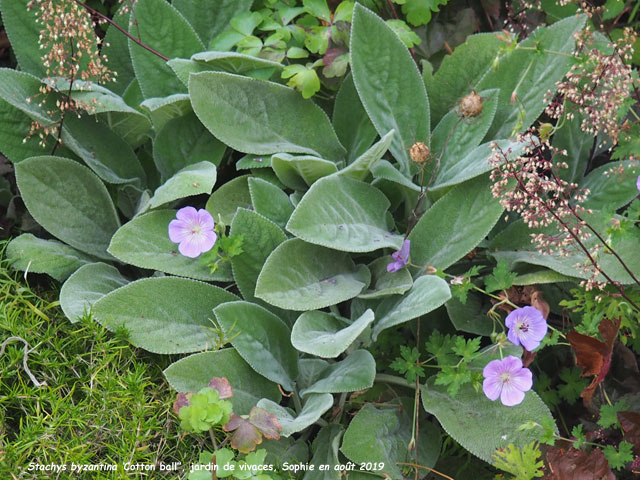 Stachys byzantina 'Cotton Ball'