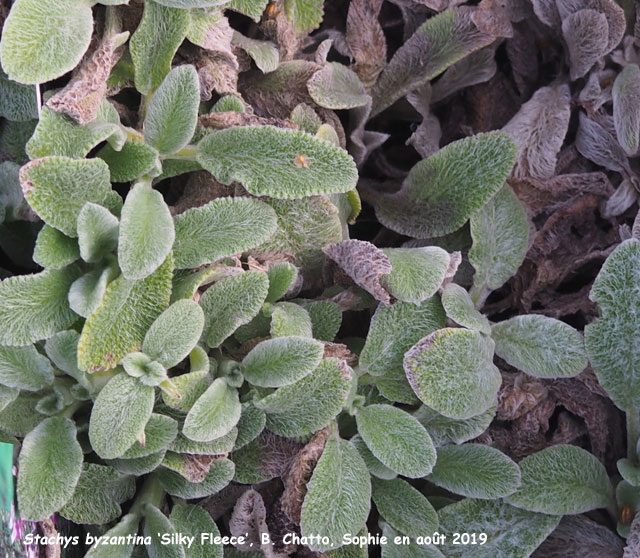 Stachys byzantina 'Silky Fleece'
