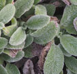 Stachys byzantina 'Silky Fleece'