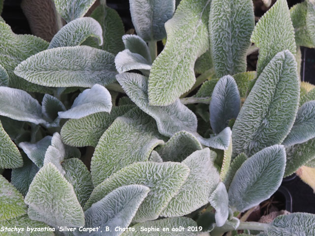 Stachys byzantina 'Silver Carpet'