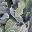 Stachys byzantina 'Silver Carpet'