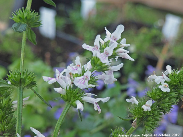 Stachys discolor