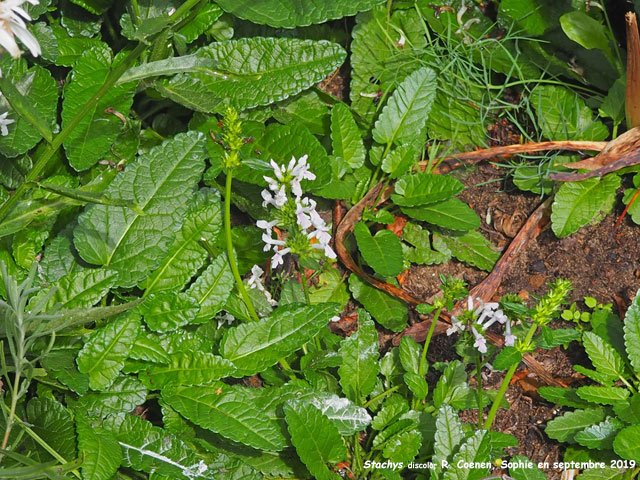 Stachys discolor