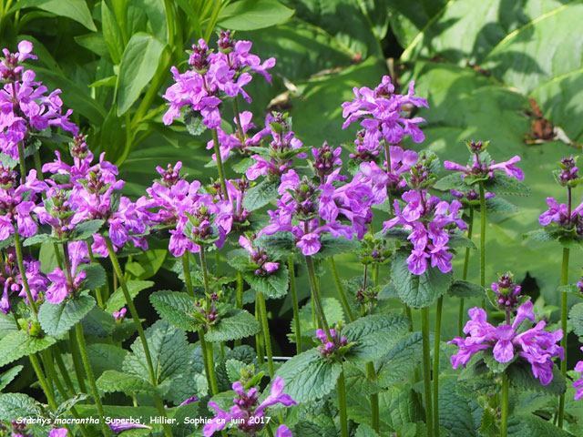 Betonica macrantha 'Superba'